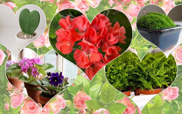 10 самых романтических комнатных растений ко дню Св Валентина - фото
