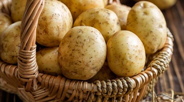 5 секретов высокого урожая картофеля - фото
