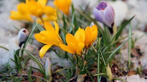 8 красивых растений, цветущих в марте - фото