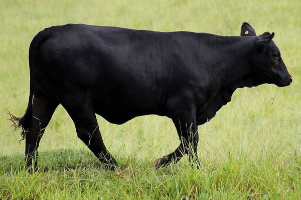 Коровы породы абердин ангусская - фото