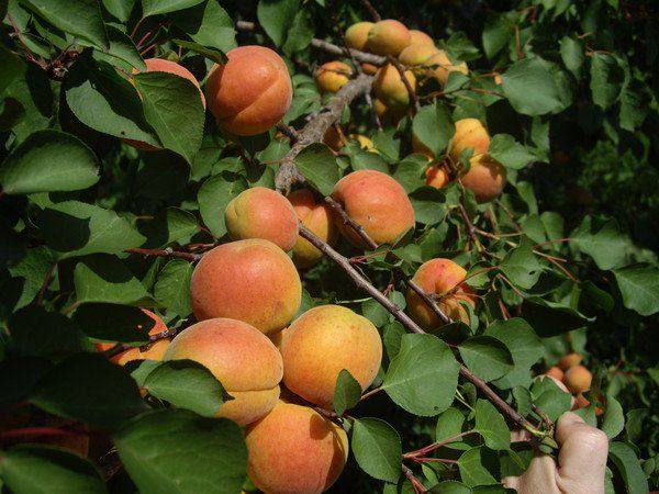 Особенности выращивания абрикоса сорта Ульянихинский - фото