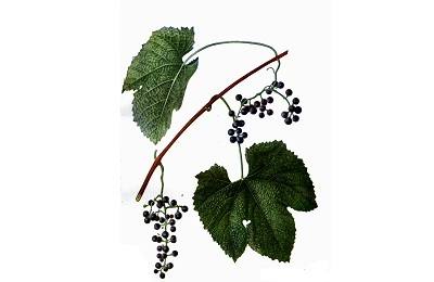 Уникальные свойства и особенности выращивания винограда Амурский с фото