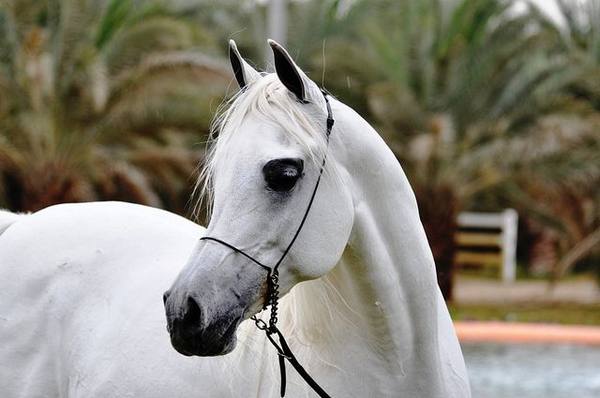 Арабская верховая лошадь  признанная королева красоты с фото