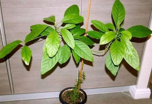 Как вырастить дерево авокадо в домашних условиях из косточки - фото