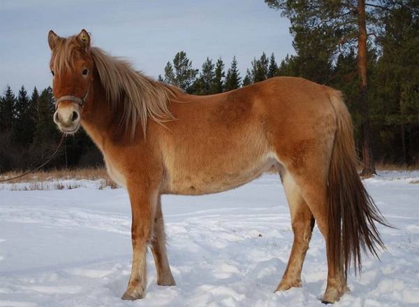 Башкирская порода лошадей - фото