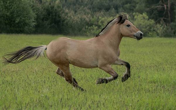 Бег лошади: учимся определять различные аллюры - фото