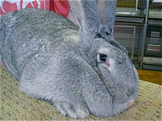 Бельгийская порода кроликов: фото и описание с фото