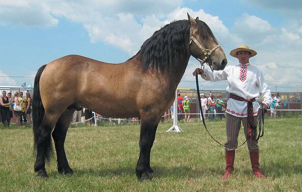 Белорусская упряжная порода лошадей: описание и фото - фото