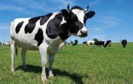 Бесплодие коровы: причины и лечение - фото