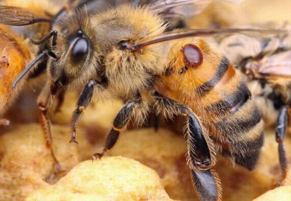 Биологическое и препаратное лечение пчел от варроатоза - фото