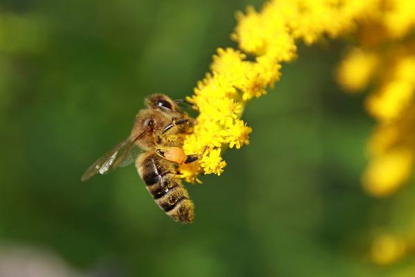 Бипин для пчел: инструкция и отзывы - фото