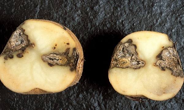Болезни и вредители картофеля  искореняем главных врагов культуры с фото