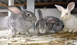 Профилактика, симптомы и лечение болезней кроликов - фото