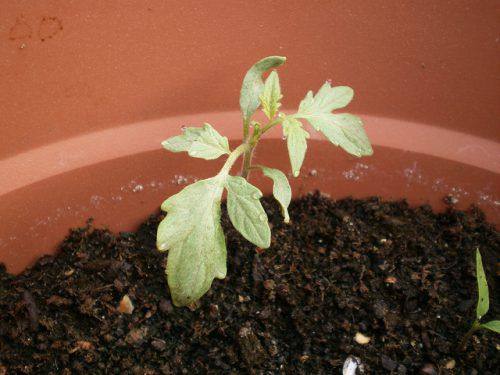 Болезнетворные поражения листьев рассады томатов - фото