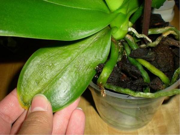 Причины появления липких пятен на листьях орхидей - фото