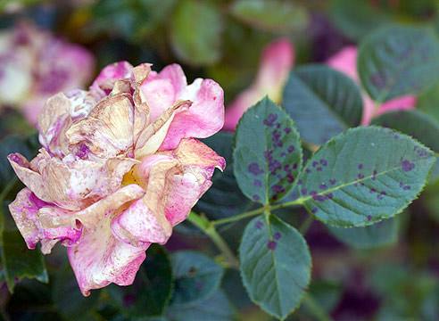 Болезни роз и способы их лечения - фото