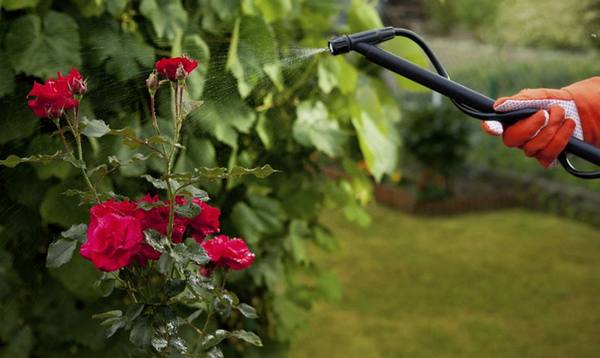 Болезни роз или как не дать погибнуть вашей садовой красавице? - фото