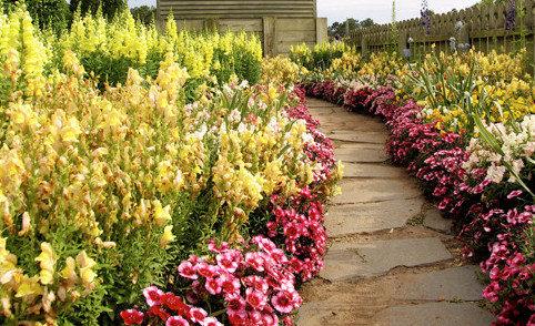 Правила выбора бордюрных цветов многолетников для вашего сада с описанием и ... - фото