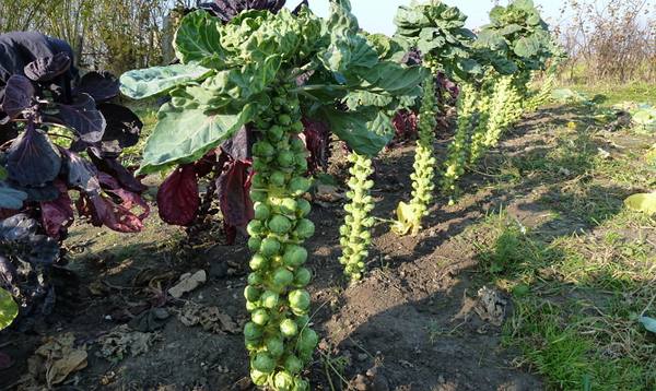 Выращиваем брюссельскую капусту  тонкости ухода за «хлопотной» культурой - фото