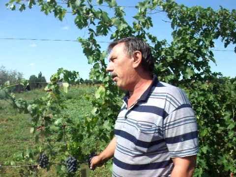Бурдак: характеристика его сортов винограда - фото