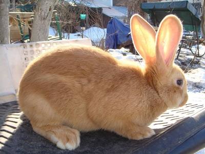 Бургундская порода кроликов: фото и описание с фото