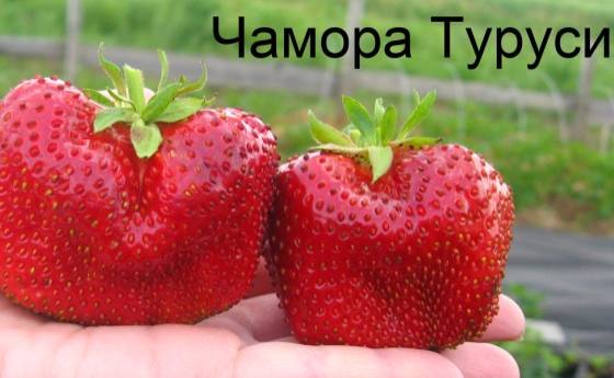 Чамора Туруси - чемпион по крупноплодности ягод с фото