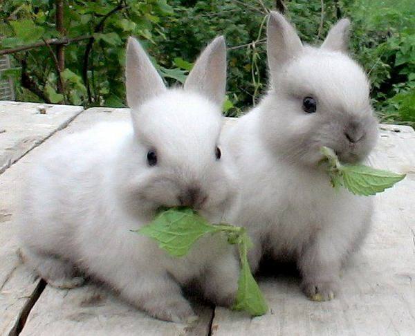 Домашние кролики: чем кормят и каким кормом - фото