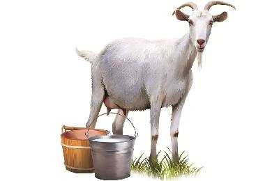 Составление рациона кормления молочных коз для получения высоких надоев - фото