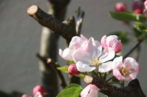 Чем обработать яблони весной - фото