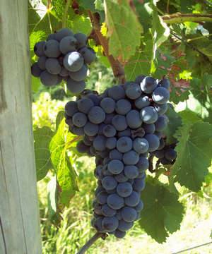 Как правильно черенковать виноград с целью размножения - фото