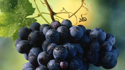 Популярные сорта черного винограда с фото