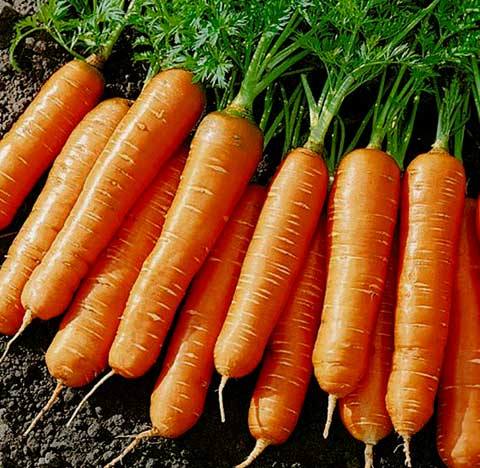 Что можно садить после моркови  чередуем грядки - фото