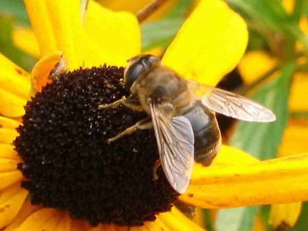 Что является источником звука при полете пчелы - фото