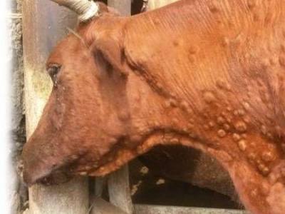 Лечение дерматита у коров - фото