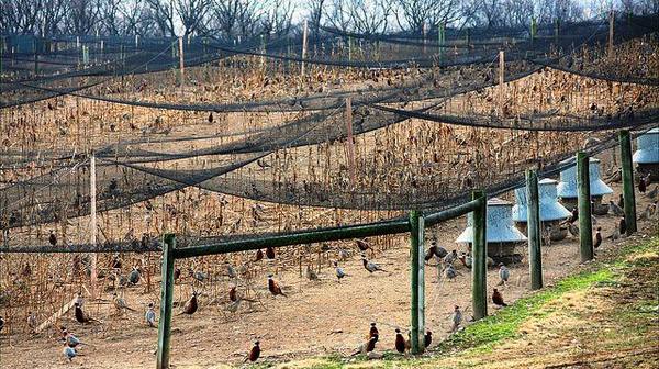 Свой бизнес: ферма по выращиванию и содержанию фазанов - фото