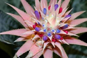 Как правильно ухаживать за эхмеей, чтобы обеспечить ее прекрасное цветение с фото