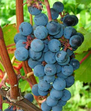 Фото, описание и средства борьбы с вредителями винограда - фото