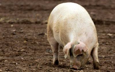 Глисты у свиней: причины возникновения, симптоматика и методы лечения с фото