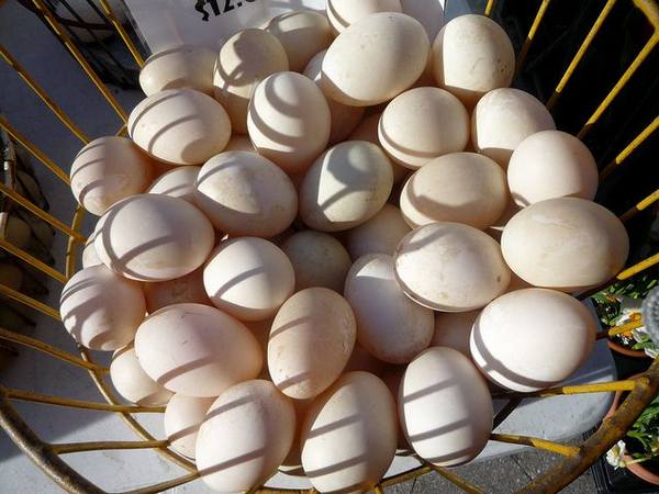 Правила инкубации утиных яиц с фото