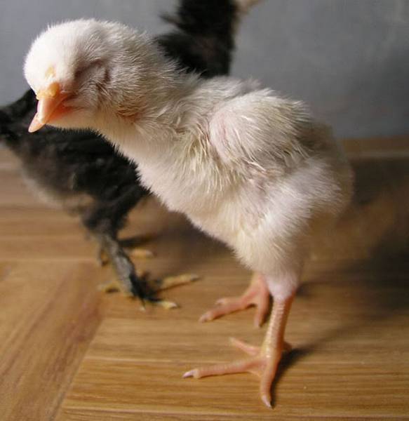 Искривление клюва у цыплят  причины появления и методы лечения - фото