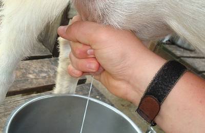 Основные способы ручного доения коз и особенности лактационного периода - фото