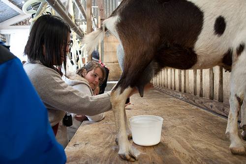Как доить козу своими руками: видео - фото