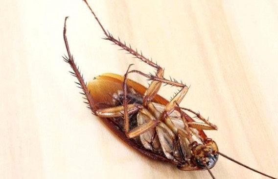 Как вывести тараканов в квартире - фото