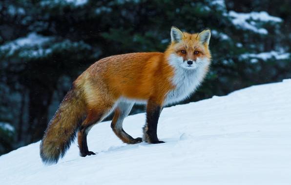 Как лисы готовятся к зиме в дикой природе - фото