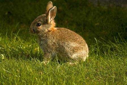 Методы определения пола у кроликов с фото