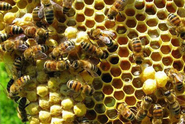 Это интересно знать - как пчелы делают мед - фото