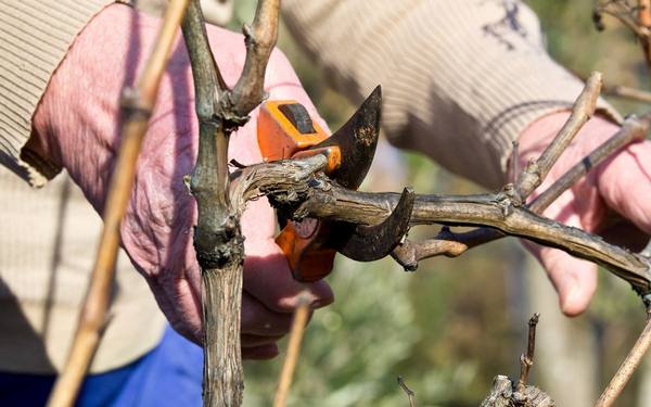 Как правильно обрезать виноград  подробная инструкция для новичков с фото