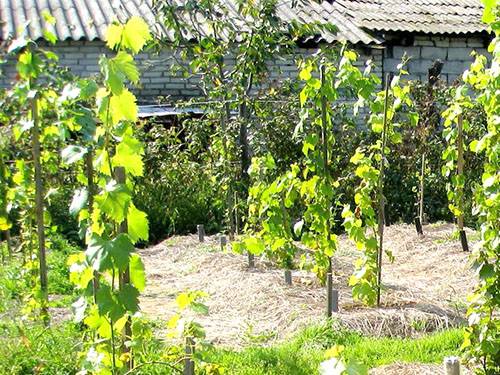 Посадка винограда на приусадебном участке и уход за ним - фото