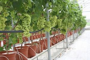 Полноценный полив винограда  гарантия урожая - фото