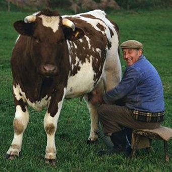 Как раздоить корову после мастита если пропало молоко - фото